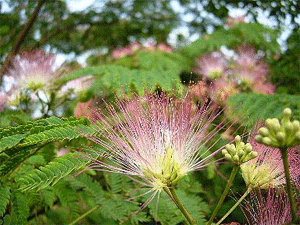 a0044453_132124100.gif