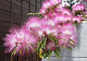 a0044453_13213981.gif