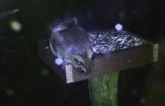 ヤマネとモモンガに会いに その1 鳥蝶ビデスコ ヤマネとモモンガに会いに その1 鳥蝶ビデスコ