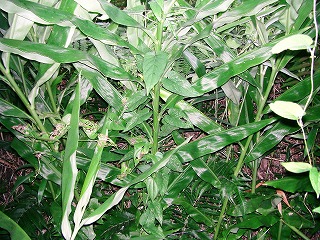 c0125501_23143658.jpg