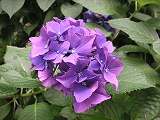 秋月大好き♪_b0078006_6163638.jpg
