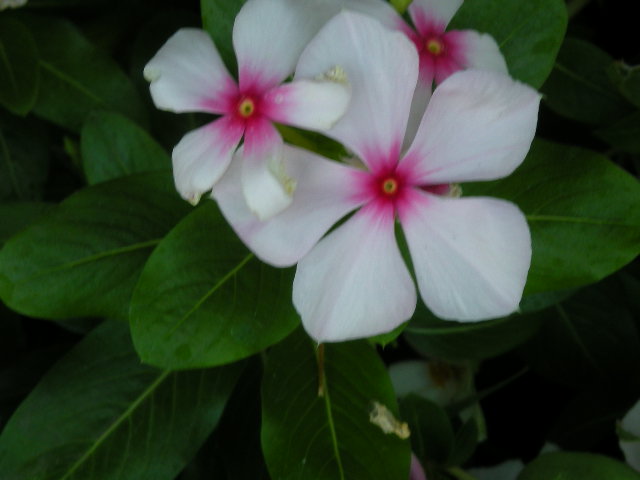 d0127926_2034115.jpg