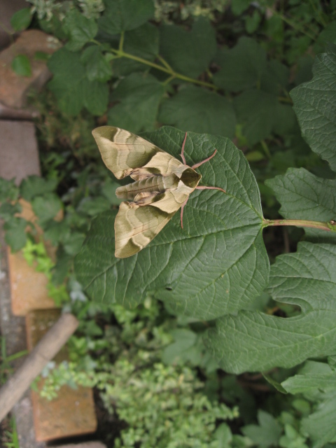 どちら様ですか?(虫嫌いの方は見ないで下さい)_c0102228_2016056.jpg