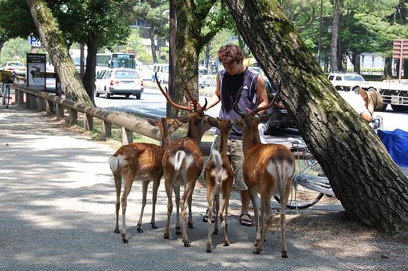 じゅんぺい奈良公園で鹿と戯れるの巻　@　Parc de Nara_f0095128_0302498.jpg