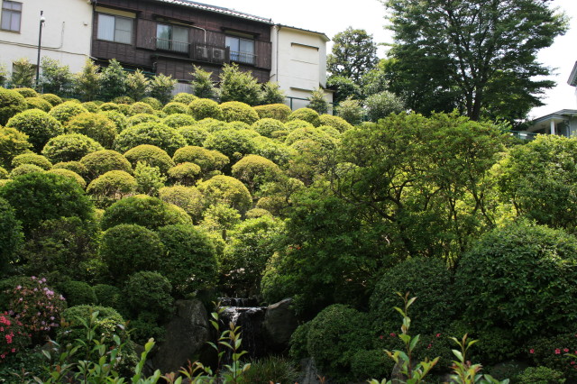 根津神社をお散歩_b0152234_923789.jpg