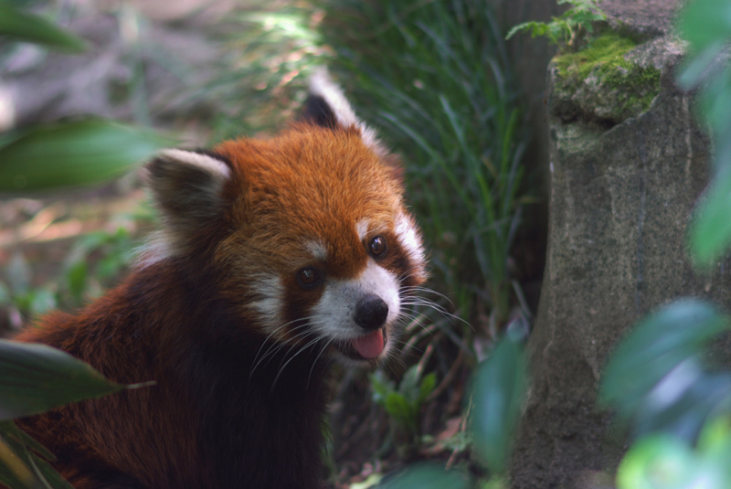 野毛山動物園に行ってきた_b0158237_2057649.jpg