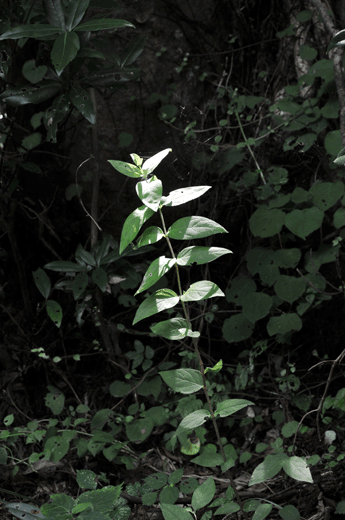 c0093046_656573.gif