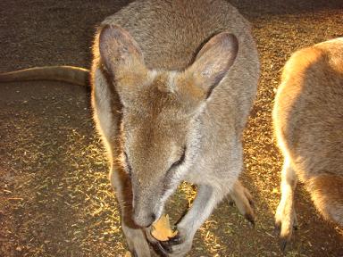 FEATHERDALE WILDLIFE PARK_b0132153_2384024.jpg