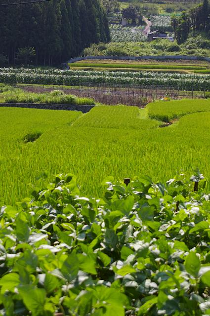 第２の故郷　～田の風景～_a0056769_0462080.jpg