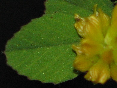 コメツブツメクサ(米粒詰め草)_c0085874_2159962.jpg