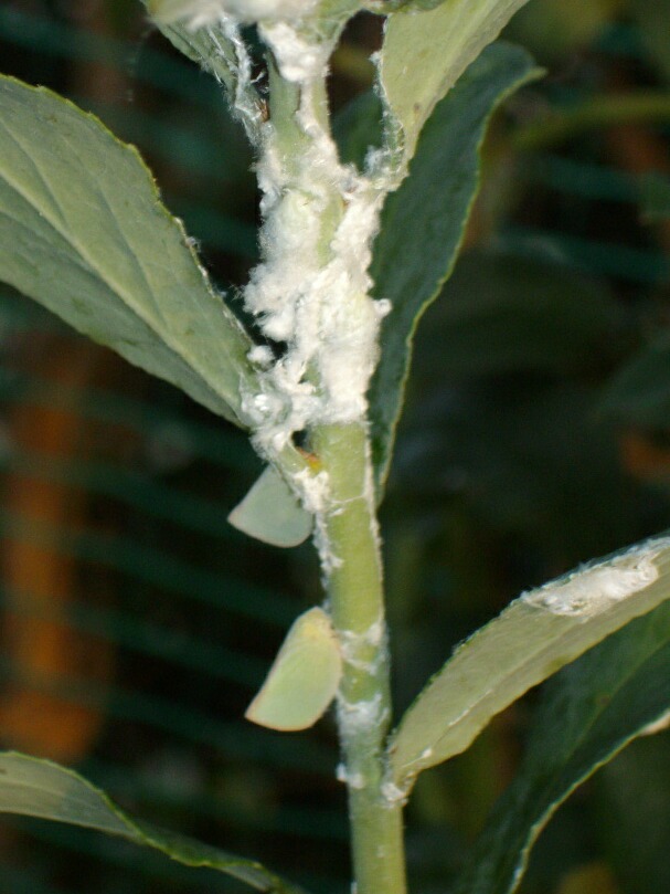 最近の害虫 アオバハゴロモ イラガ シャシャンボツバメスガ ブルーベリーの育て方 栽培 ブルーベリー ノート Blueberrynote