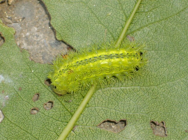 最近の害虫、アオバハゴロモ、イラガ、シャシャンボツバメスガ_f0018078_14303853.jpg