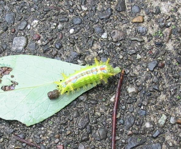 最近の害虫、アオバハゴロモ、イラガ、シャシャンボツバメスガ_f0018078_1544468.jpg