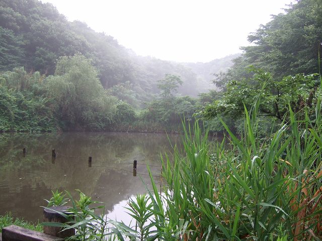 ■　雨上がり早朝の景色　　　08.8.7_e0070891_18115620.jpg