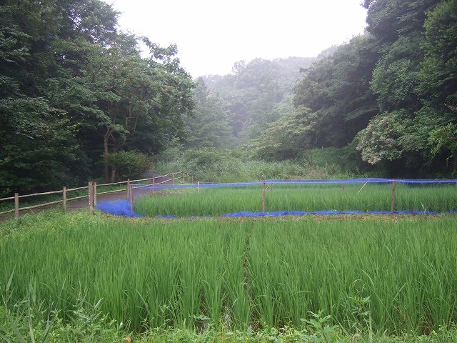 ■　雨上がり早朝の景色　　　08.8.7_e0070891_1816547.jpg