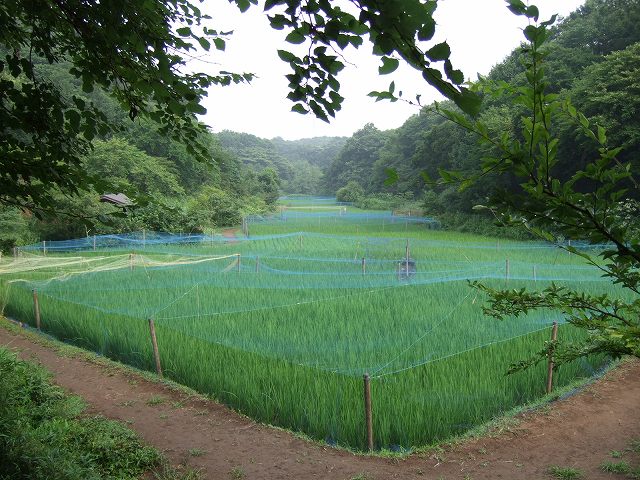 ■　雨上がり早朝の景色　　　08.8.7_e0070891_1826591.jpg