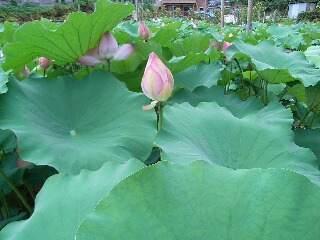 蓮の花池_f0129492_23562573.jpg