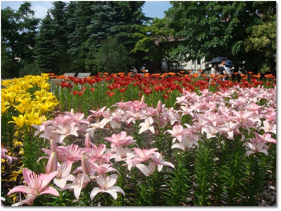 百合が原公園･夏１　(7/19)_f0146493_23245690.jpg