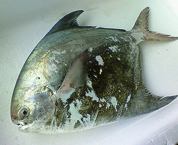 マナガツオ 玉島魚市場 お魚情報