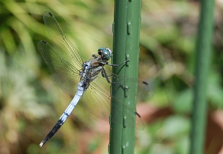 c0097309_2048132.jpg