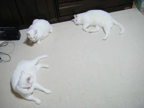 c0118715_1730910.jpg