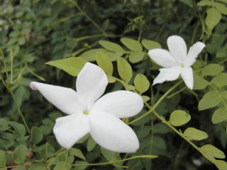e0128024_15524739.jpg