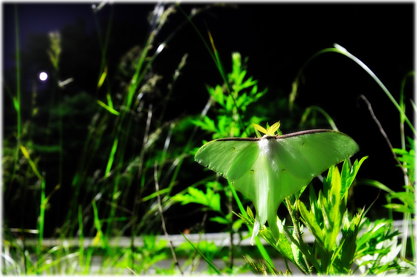 Test 916 Luna Moth Maniax オオミズアオ ２００８ Faunas Floras Phase2