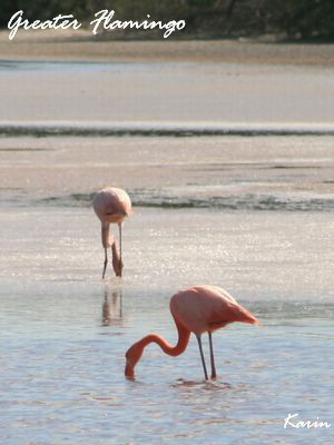 Ecuador ④ － ガラパゴスの動物たち_f0153339_12224597.jpg