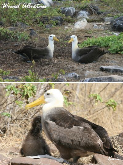 Ecuador ④ － ガラパゴスの動物たち_f0153339_12251048.jpg