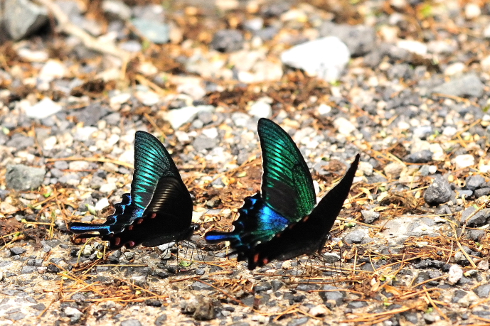 青緑色 輝く ミヤマカラスアゲハ おてんとうの ちょっとええ感じ