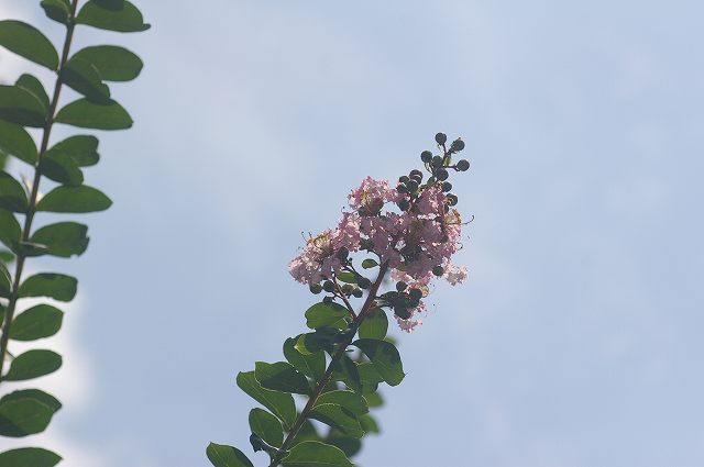 e0070891_20382132.jpg