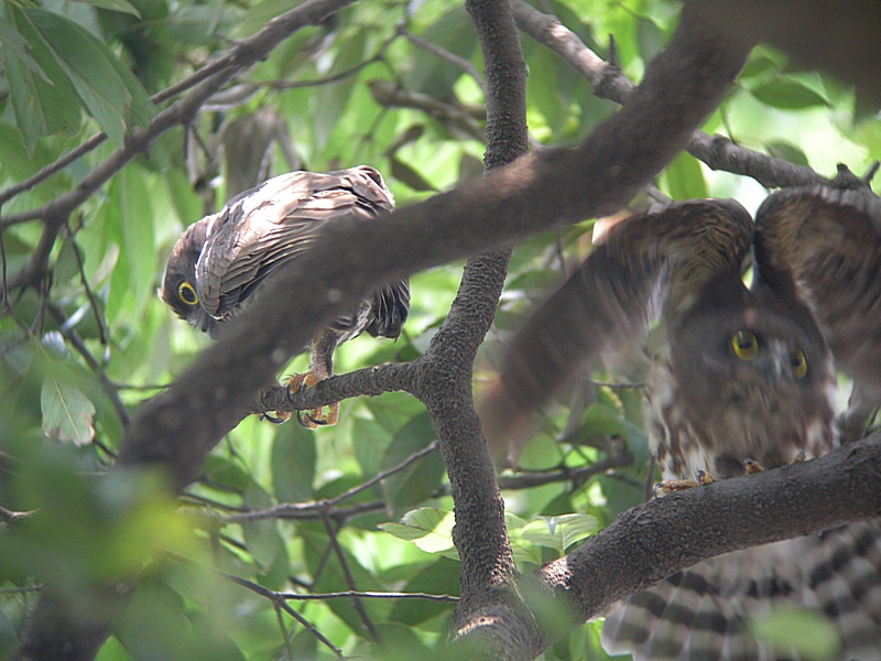 「狸」　　アオバズク雛_f0168596_2055338.jpg