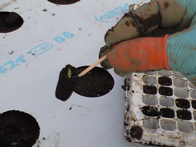 定植作業_d0099708_8473447.jpg
