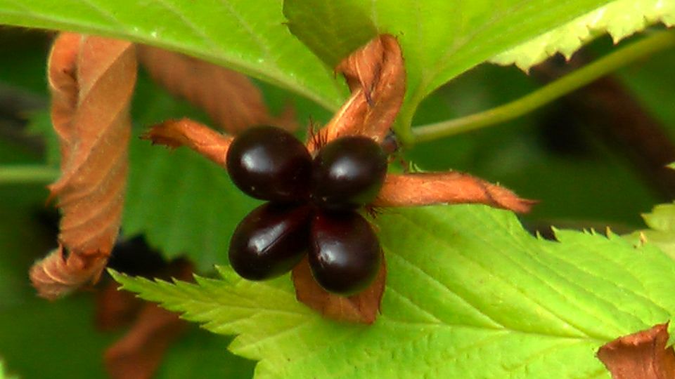 しろやまぶきの黒い実、花だんのチェリーセージとペンタス_f0153529_21122110.jpg