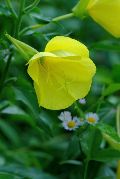 月見草_b0109942_795359.jpg