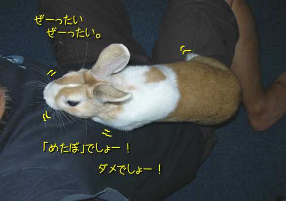 うさぎを連れて逃げよう びーち はうす