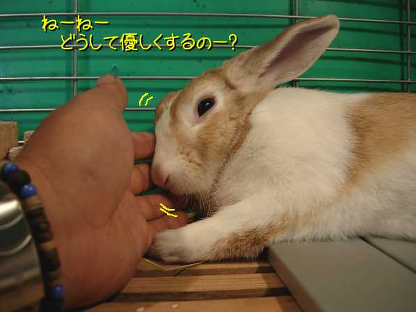 夏のうさぎはエアコンでうっとりするが吉 びーち はうす