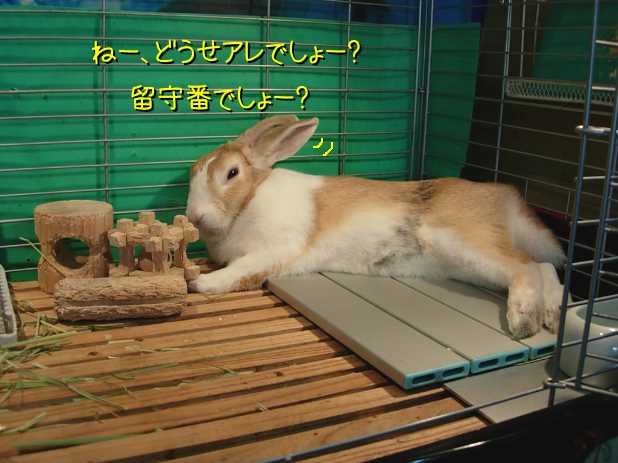 夏のうさぎはエアコンでうっとりするが吉 びーち はうす