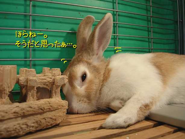 夏のうさぎはエアコンでうっとりするが吉 びーち はうす