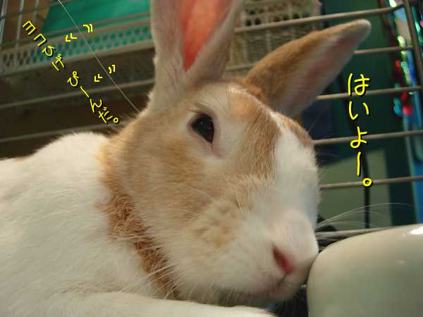 夏のうさぎはエアコンでうっとりするが吉 びーち はうす