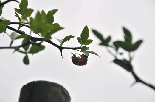 c0093046_7513839.gif