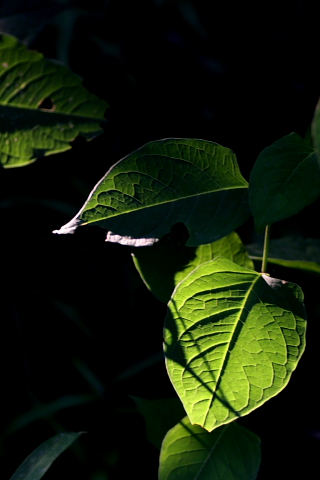 a0024250_22553084.jpg