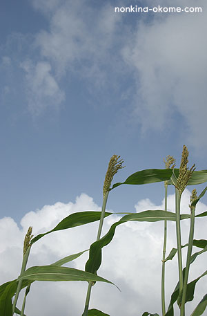 c0145453_2246811.jpg