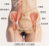 腸腰筋（大腰筋・腸骨筋）の押圧_b0153454_2355036.jpg