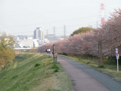 根川の桜並木 日野市石田 多摩の中ほど