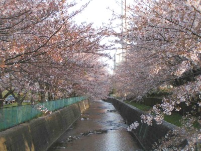 根川の桜並木 日野市石田 多摩の中ほど
