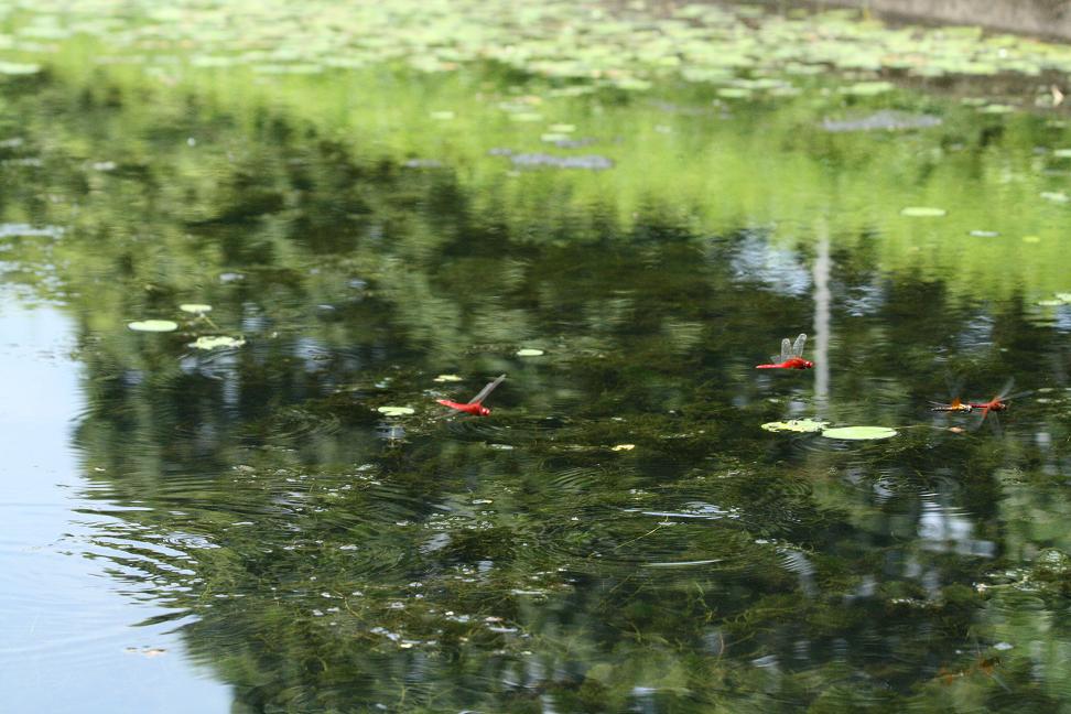 仲良く戻って来て 今朝のショウジョウトンボ_a0107574_8191848.jpg