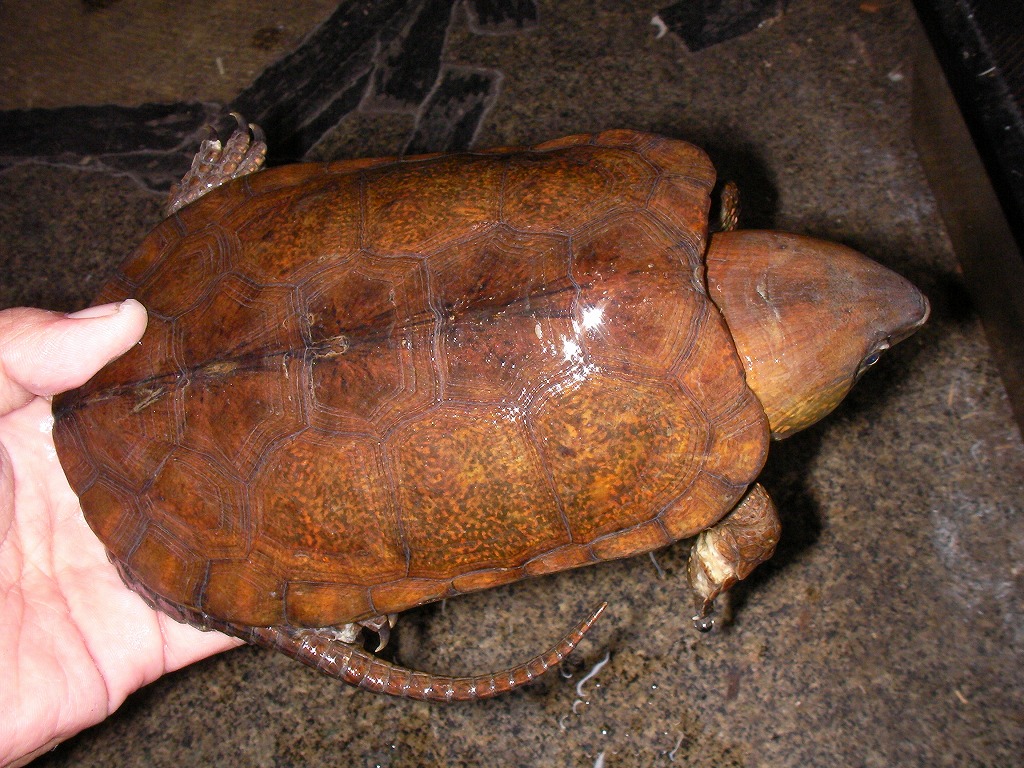 e0099576_17575181.jpg
