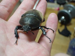 カブトムシ メス の可愛さは異常 暴れん坊ブログ跡地