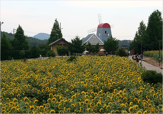 世羅（広島県）のひまわり畑_c0100214_9101338.jpg